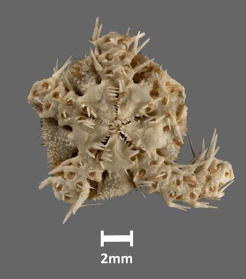 Media type: image;   Invertebrate Zoology OPH-2043 Aspect: ventral